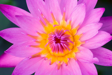Lotus pink Water Lilly Flower of Peace Asian Buddha