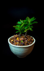 Small tree in white ceramic pot on black background