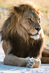 Obraz premium Lion at sunrise