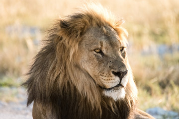 Lion at sunrise