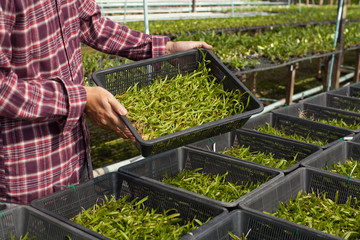 Worker taking care of orchid plant growing in orchid farm, Thailand.