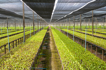 Row of orchid plant in orchid farm arranging neatly with sun diffuser, Thailand.