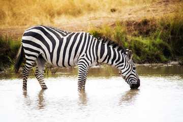 Fototapeta na wymiar Zebra Drinking Water in Kenya Africa