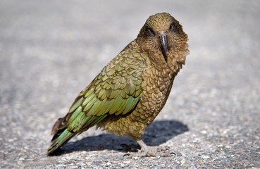 Curious Kea