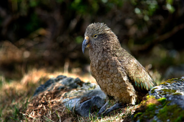NZ Kea