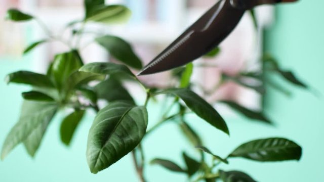A man is cutting a house plant. The guy cuts the branches on the lemon