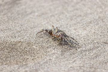 Crab on beach