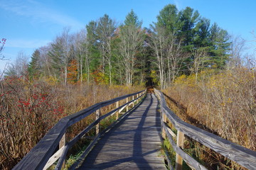 Fototapeta na wymiar nature walkway bridge to forest