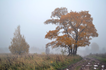 Fototapeta premium yellowed tree in the fog during the autumn leaf fall