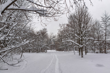 Winter Landscape with snow covered trees in South Park in city of Sofia, Bulgaria
