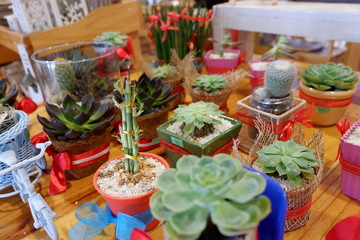 Beautiful bonsai cactus, tiny plants on displays