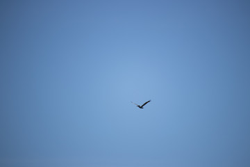 Flying pelican