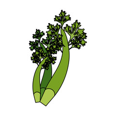 Fresh parsley leaves