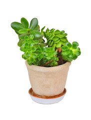 Fototapeta premium Succulent plant sempervivum and Crassula