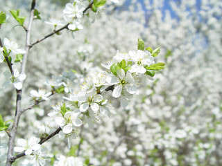 Fototapeta premium Background with thousands of white flowers