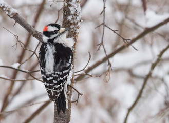 Bird on Branch in Winter
