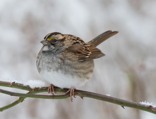 Bird on Branch in Winter