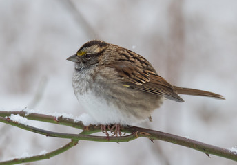 Bird on Branch in Winter