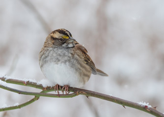 Bird on Branch in Winter