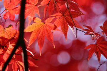 紅葉の風景