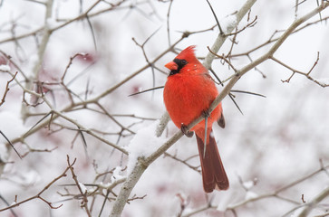 Cardinal Bird on Branch in Winter