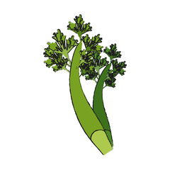 Fresh parsley leaves