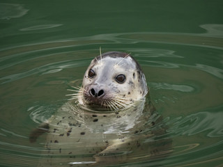 Harbor Seal in Water, Monterey, CA
