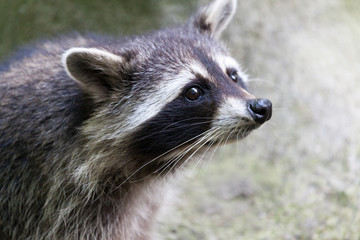 portrait of a racoon in a nature scene