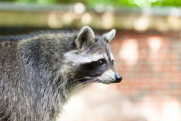 portrait of a racoon in a nature scene