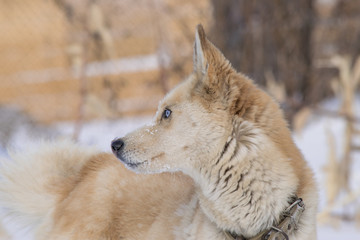 Symbol 2018 white dog breed husky with blue eyes in winter Park