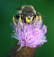 beautiful and colorful bee in a natural setting environment looking for insects or other food