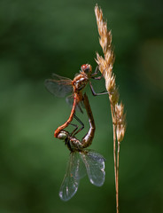 beautiful and colorful dragonfly in a natural setting environment looking for insects or other food
