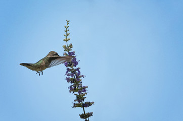 Beautiful hummingbird photo in a natural environment