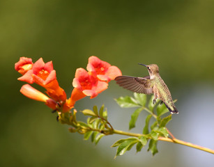 Fototapeta na wymiar Beautiful hummingbird photo in a natural environment