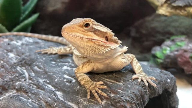 4K HD Video of one baby Bearded Dragon lizards on a rock. This species is very popularly kept as a pet and widely seen in zoos.