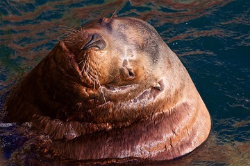 sea lion in the pacific ocean on the Kamchatka Peninsula