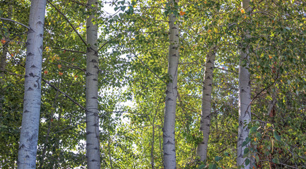 Fototapeta premium a grove of aspen trees