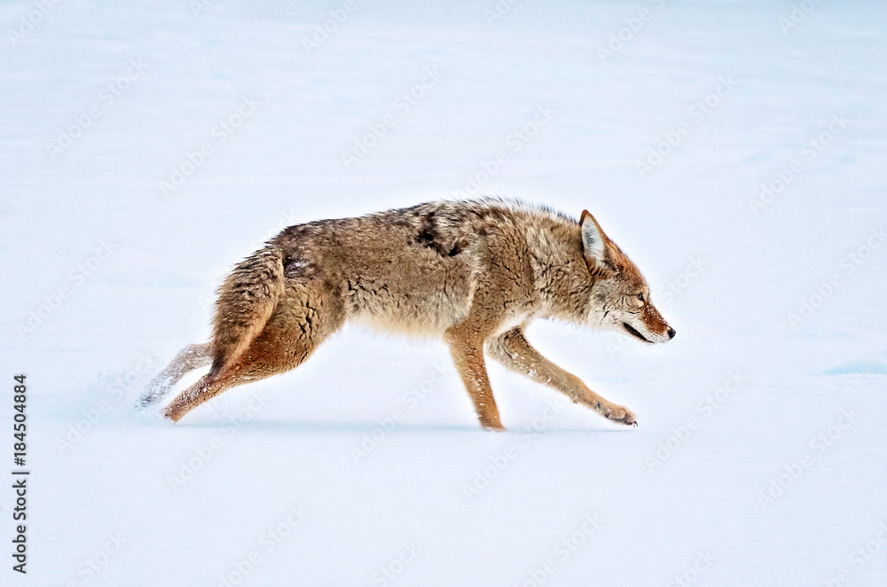 Wall mural a coyote running across a snow covered pond in the middle of winter