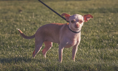 a cute chihuahua licking her mouth during summer on a sunny day in a local park