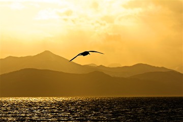 sea gull soaring over water in the Pacific Ocean on the Kamchatka Peninsula