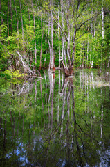 marsh spring forest