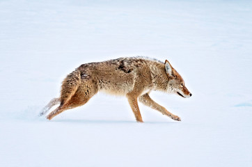 a coyote running across a snow covered pond in the middle of winter