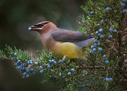 a cedar waxwing eating a blue berry off an evergreen tree in the winter time at twilight