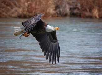 an eagle searching for food