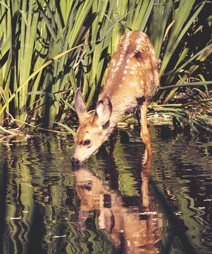 Fototapeta a cute baby deer with spots on its fur taking a drink of water in a pond in a local wildlife sanctuary park with a pretty reflection