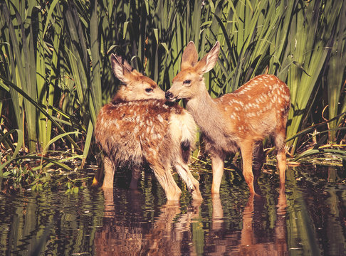 Fototapeta twin fawns nuzzling each other in a pond surrounded by reeds at a local wildlife sanctuary park