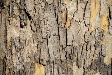 Wood tree trunk texture