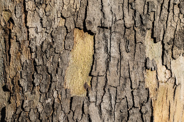Wood tree trunk texture
