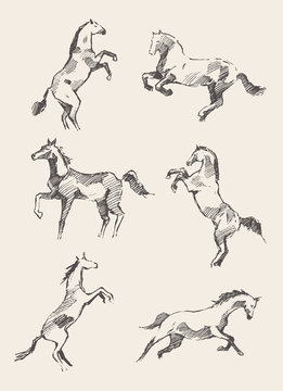 Set hand drawn horses vector illustration, sketch