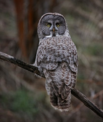 a great gray owl hunting in a ravine